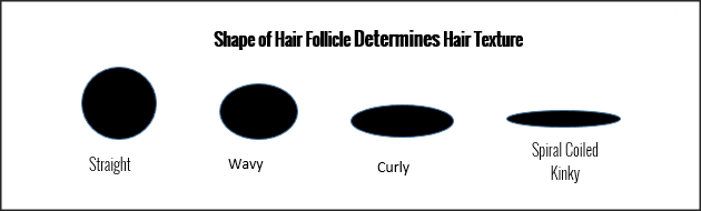 Shape of Hair Follicle and Hair Texture