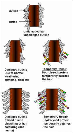 Cuticle Layer Damage and Protein treatment