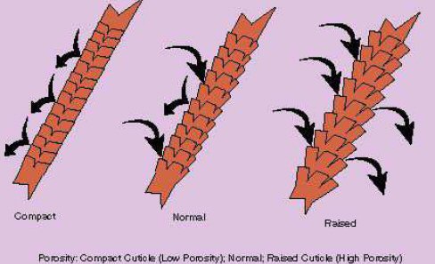 Hair porosity image