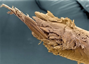 Split end of human hair