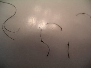 Broken Hair Strands