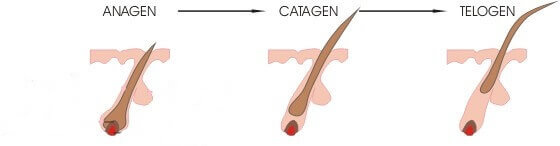 Stages of Human Hair Growth