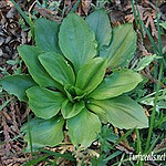 Plantain Herb