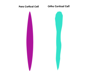 Cortical Cells