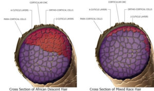Cross Section of Mixed and African Hair