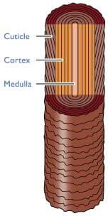 Cross Section of Hair