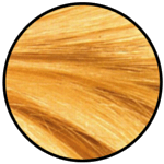 Golden Wheat Hair Colour 